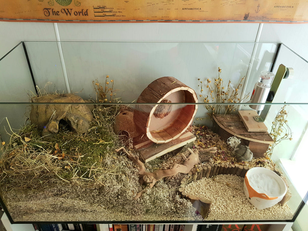 Hamsterkooi inrichten: zo maak je het perfecte verblijf
