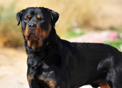 Rottweiler karakter: wat je moet weten over dit ras