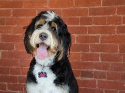 Bernedoodle: alles over karakter, maten en verzorging