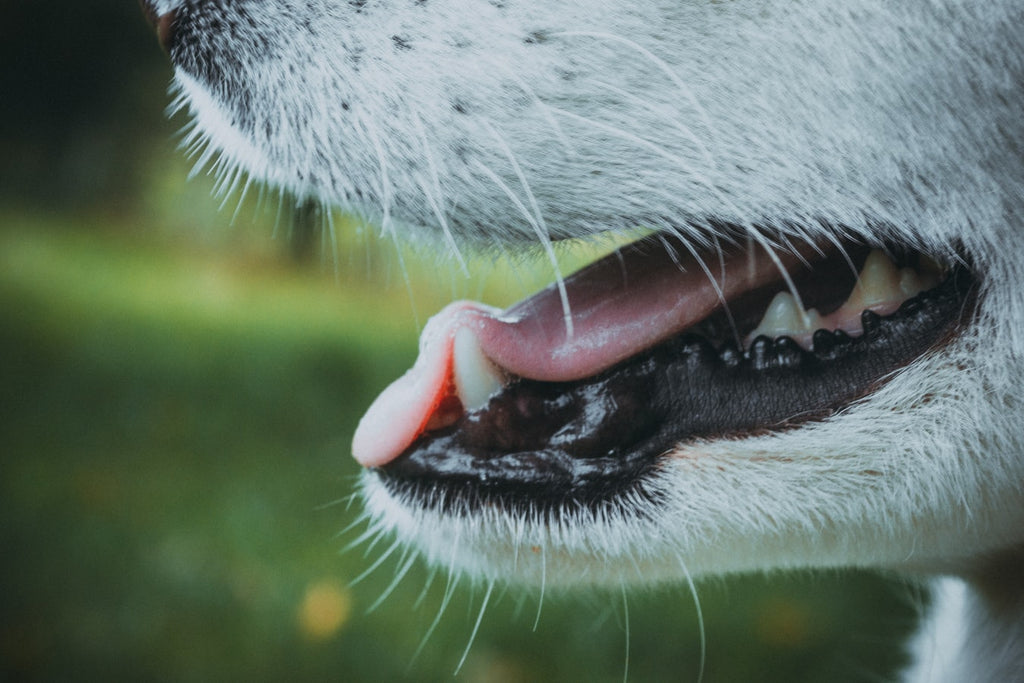 Hoe belangrijk is de tandverzorging van mijn hond?