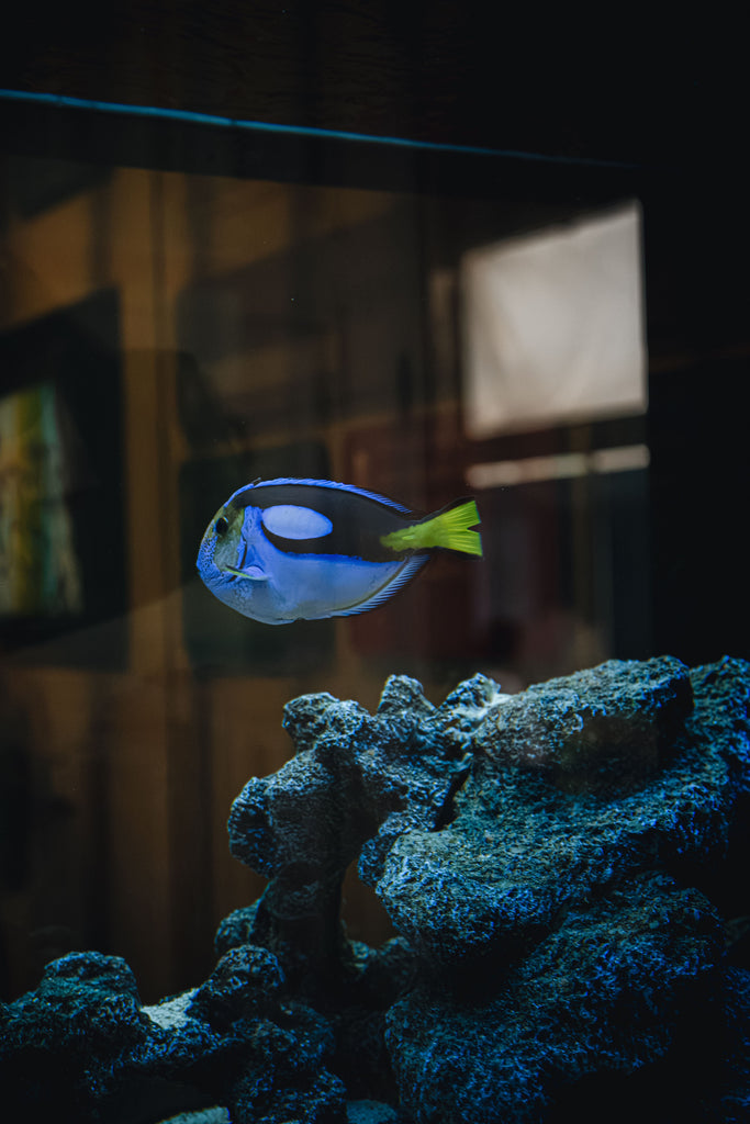 Aquarium starten: Welche Ausrüstung braucht man wirklich?