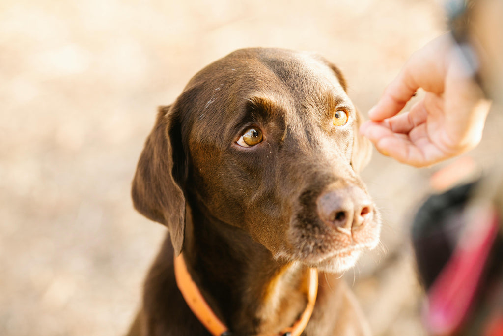 De voordelen van natuurlijke hondensnacks: Waarom je voor de beste keuze moet gaan