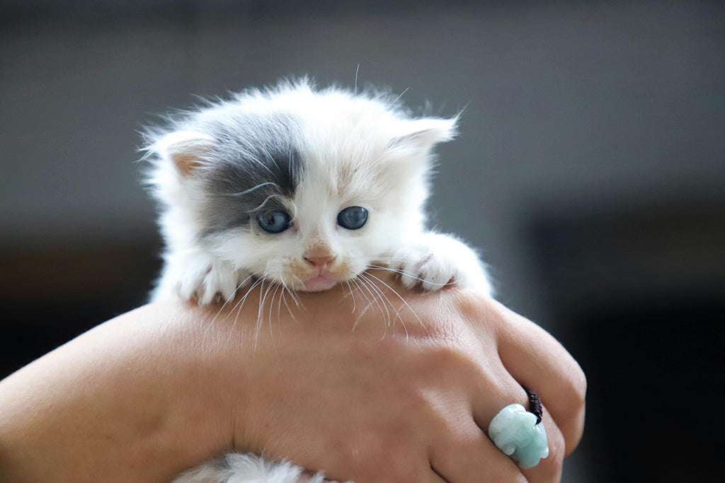 Een kitten in huis? Zo maak je je huis kittenproof!