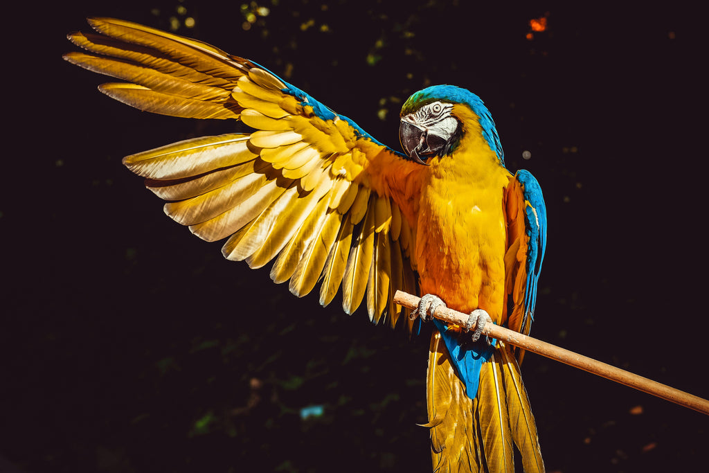 Het belang van speeltjes voor vogels: Hoe je hun leven verrijkt en hun welzijn bevordert