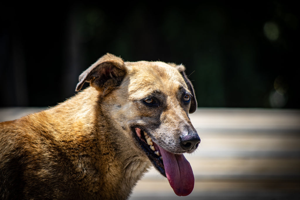 Mundgeruch bei Hunden: Ursachen, Tipps und die besten Lösungen