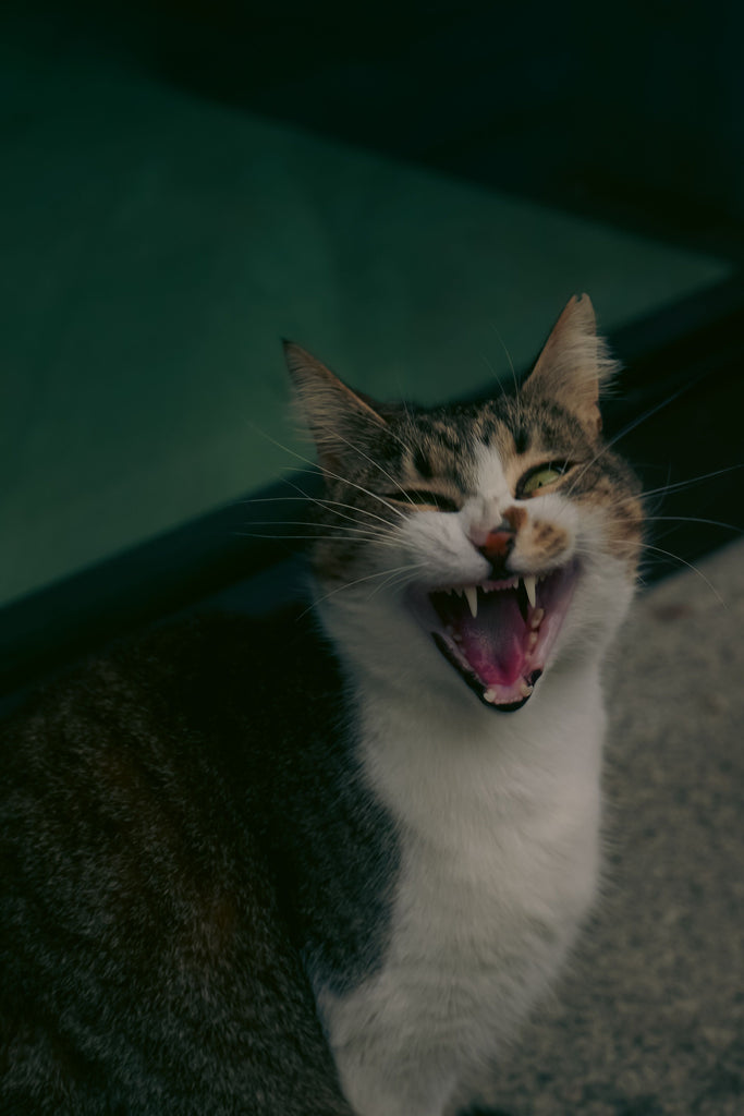 Katze miaut viel: Ursachen, Bedeutung und was Sie tun können