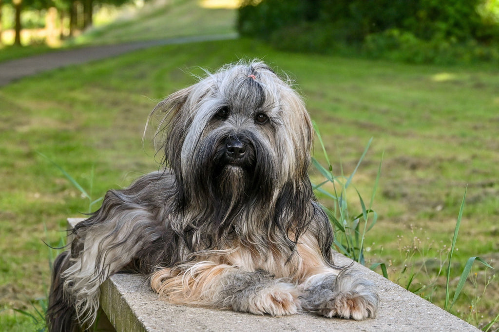 Ontviltingsspray voor honden: zo maak je klitten makkelijk los