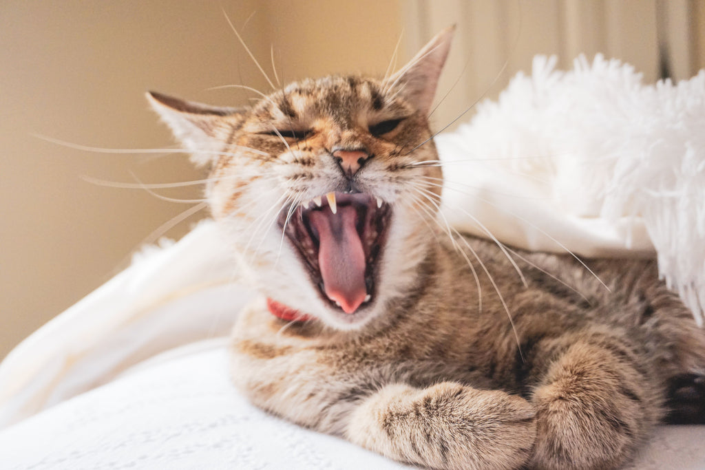 Haarballen bij katten: oorzaken, voorkomen en oplossingen