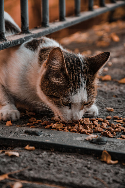Kattenvoer kiezen: welk voer past bij jouw kat?