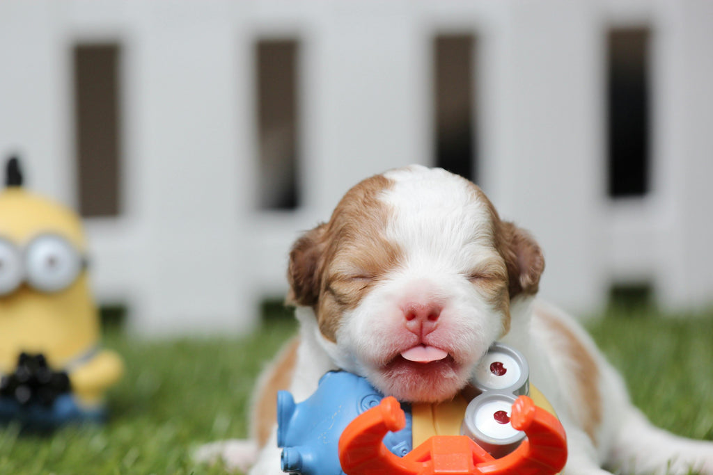 Kauwspeeltjes voor puppy's: Voorkom schade in huis!