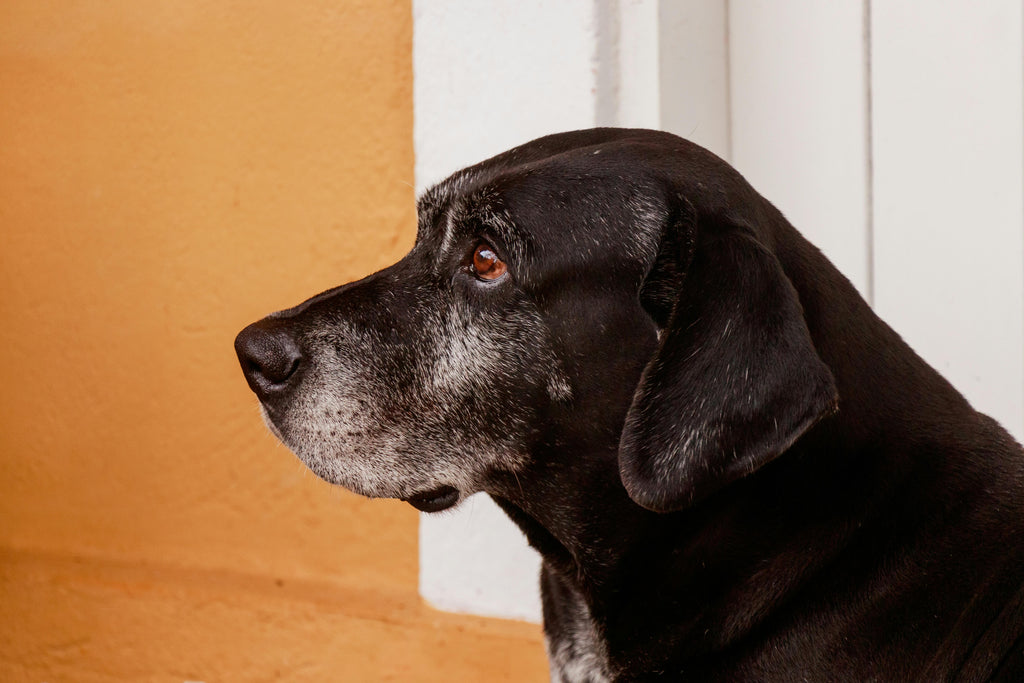 De beste voeding voor een oudere hond