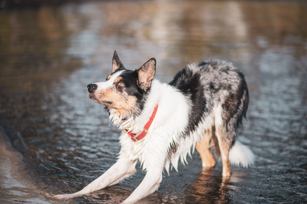 Hond afkoelen in de zomer: 7 tips om oververhitting te voorkomen
