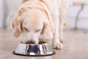 Happy Pet Voerbak Antislip 22,5 CM