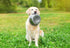 Happy Pet Voerbak Rvs 11 Cm