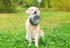 Happy Pet Voerbak Rvs 25 Cm