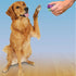 PETSAFE CLICKER VOOR TRAINING
