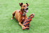 Happy Pet Nuts For Knots Extreme Spoel 8 Vorm Tugger Grijs / Oranje 55X11X11 Cm