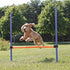 Trixie Dog Activity Agility Horde Blauw / Oranje 123X115X3 Cm