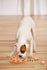 Nina Ottosson Dog Smart Composiet 23X23X6 CM