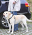 Trixie Autogordel Korthouder Universeel Zwart 27X4,5 Cm