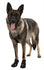 Trixie Pootbescherming Walker Active Zwart M-L 2 St
