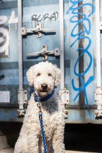 Trixie Hondenriem Cavo Verstelbaar Indigo / Royal Blauw 200X1,2 CM