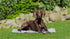 Trixie Koelmat Soft Grijs 90X60 Cm