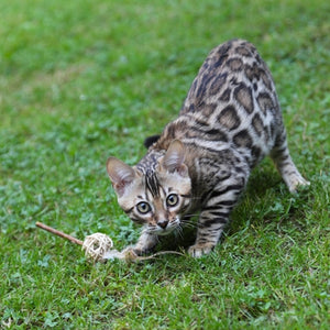 Croci Euphoria Kattenhengel Matatabi Bal Met Veren 11 CM