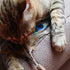 Croci Euphoria Kattenhengel Matatabi Pauwenveer 12 Cm