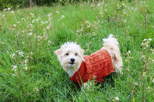 Happy Pet Charlton Kabeltrui Terracotta Rood XS