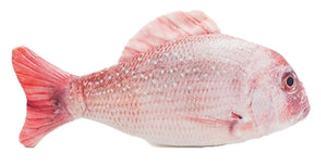 Jolly Moggy Natural Catnip Red Snapper 21 CM