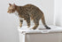 Savic Kattenbak Hop In Wit / Mokka 58,5X39X39,5 Cm