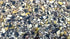 Utopia Mussen Mix 2,3 Kg