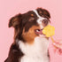 SMOOFL IJSMIX VOOR HONDEN APPEL