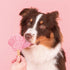 Smoofl Ijsmix Voor Honden Watermeloen 160 Gr