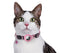 Croci Halsband Kat Met Tag Houder Roze 19-26X1,5 Cm