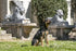 Morso Halsband Hond Gerecycled Full Metal Dog Bruin 30-42X1,5 Cm