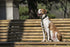 Morso Hondenriem Gerecycled Full Metal Dog Bruin 120X1,5 Cm Tot 6 Kg