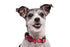 Morso Halsband Hond Gerecycled Pink Think Roze 37-58X2,5 Cm