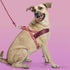 Morso Norwegian Hondentuig Gerecycled Pink Think Roze 54-70X52 Cm
