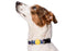 Morso Halsband Hond Gerecycled Color Invaders Paars 37-58X2,5 Cm
