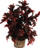 Zolux Ornament Pastic Plant Op Stenen Vrolijk Assorti 20X10X10 CM