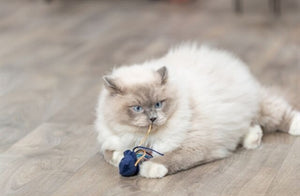 Trixie Zeedier Pluche Met Catnip Assorti 5-8 Cm