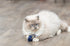 Trixie Zeedier Pluche Met Catnip Assorti 5-8 Cm