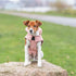 TRIXIE HONDENJAS LESMONT ABRIKOOS