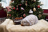 Rosewood Gift 'N' Forage Truffel Schaal 20X13X5 Cm