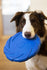 Battersea Foam Flyer Blauw 24X24 CM