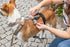 Trixie Paniekadapter Stay Voor Tuigen Zwart S-M 38-57X1,5 Cm