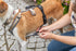 Trixie Paniekadapter Stay Voor Tuigen Zwart L-Xl 59-92X2,5 Cm