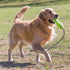 KONG AIRDOG FETCH STICK MET TOUW